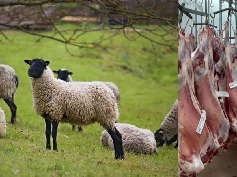 Second Call for purchase of 5000 tons of imported Fresh (cold) Mutton and Lamb carcass from Russia