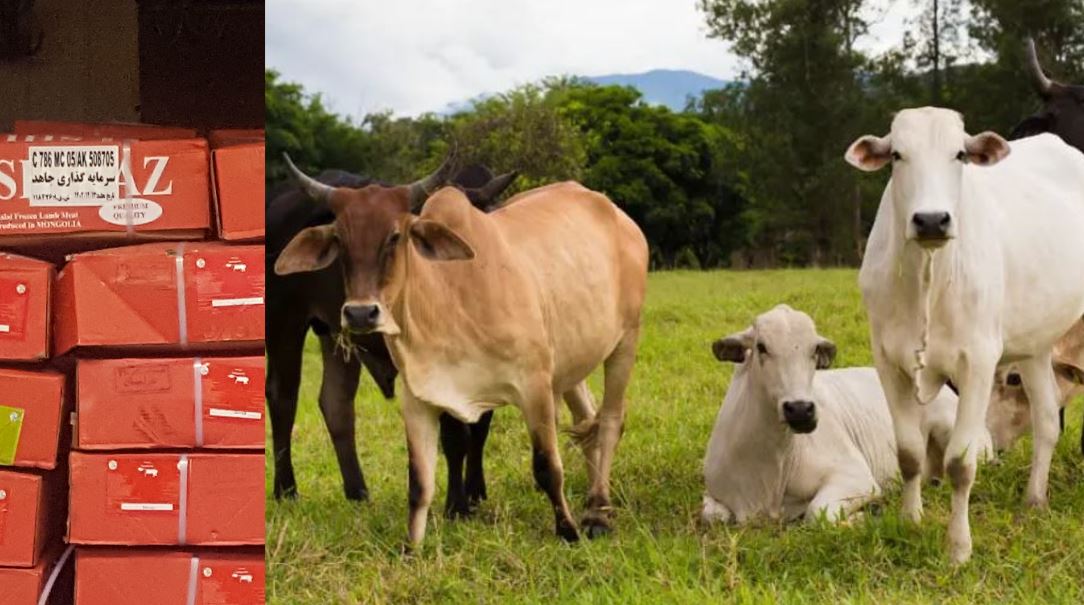 Second Call for purchase of 3,000 tons of imported frozen Brazilian meat