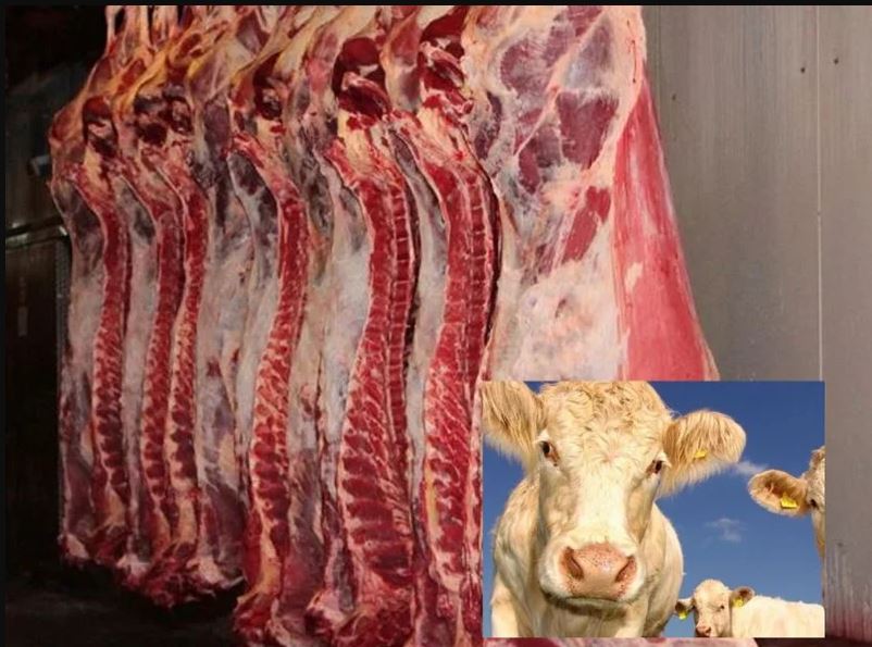 Second Call for purchase of 5000 tons of imported Fresh (cold) Veal carcass from Russia