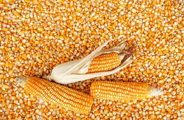 Tender for Purchase of 40.000 Tons of Animal Feed Corn from Russia