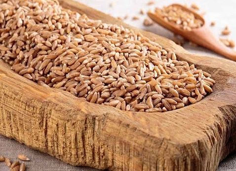 Tender for the Purchase of 10,000 Tons of Feed Barley from Russia and Kazakhstan