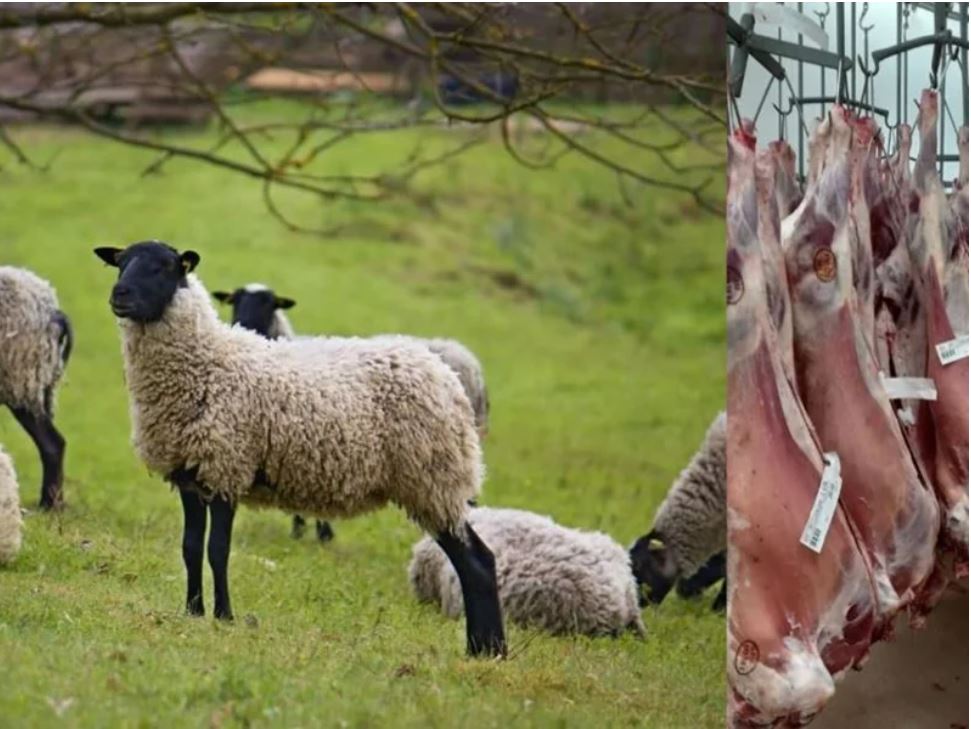 Tender for purchase of 1500 tons of Ovine Meat from Russia