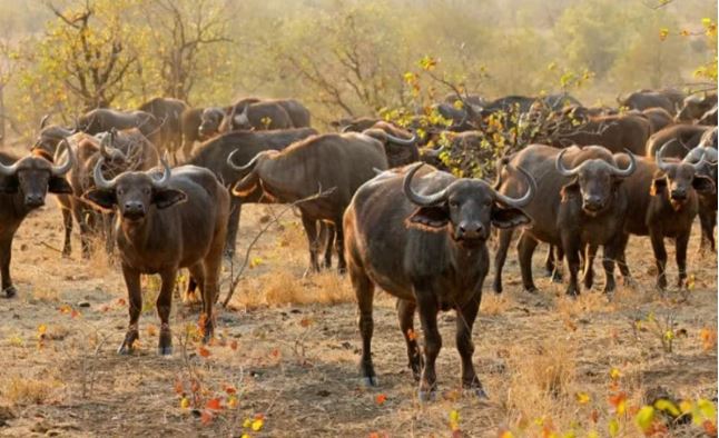 Second-round Tender for Purchase of 500 Tons of frozen buffalo meat from India