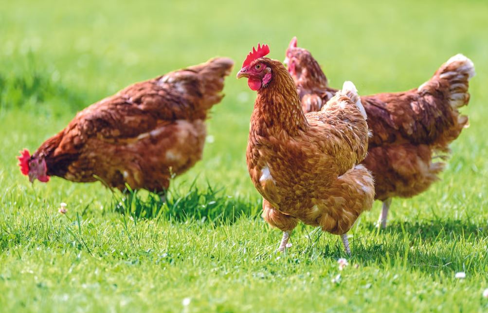 Tender for the procurement of 10,000 tons of chilled chicken