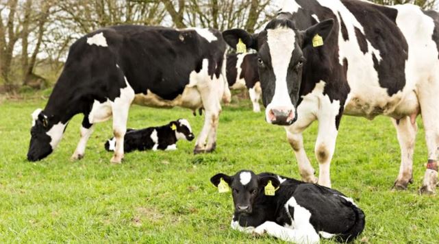 Second-round Tender for purchase of 500 tons of frozen mixed beef (veal) from Pakistan