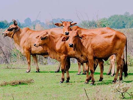 Call for purchase of 5000 tons of imported frozen Pakistani meat