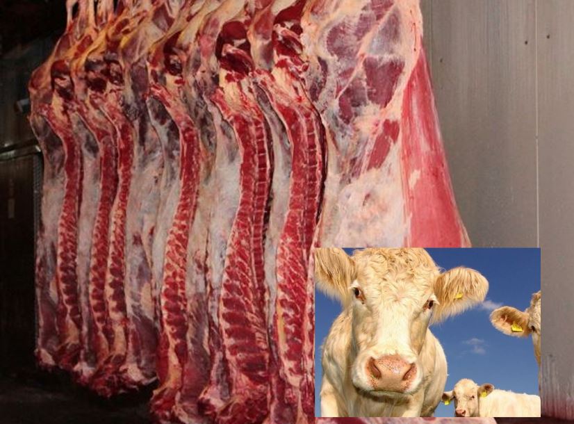 Call for purchase of 5000 tons of imported Fresh (cold) Veal carcass from Russia