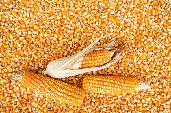 Tender for the Purchase of 70,000 Tons of Feed Corn from Brazil