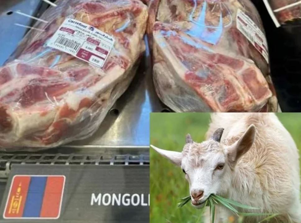 Tender for procurement of 1500 tons Frozen Ovine Meat from Mongolia