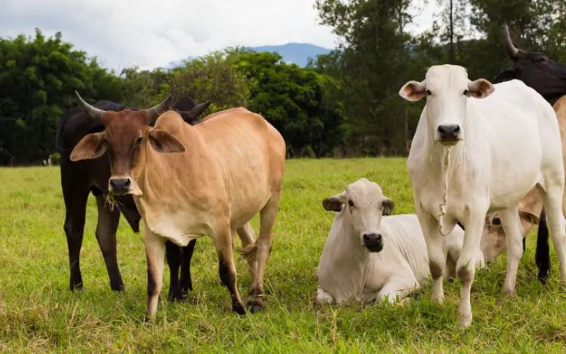 Call for purchase of 3,000 tons of imported frozen Brazilian meat